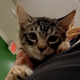 Enlarge Love, an adopted American Shorthair in Danbury, CT image 1/1