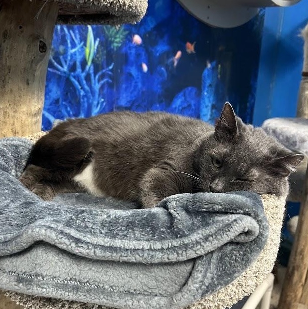 Enlarge Riku, a Adoptable Domestic Short Hair in Chicago, IL image 3/3