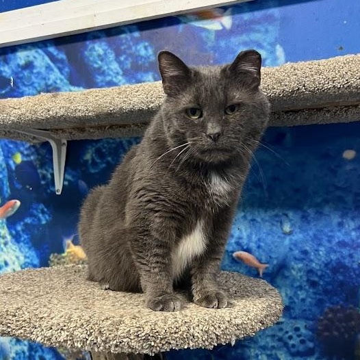 Riku, Adoptable, Senior Male Domestic Short Hair.