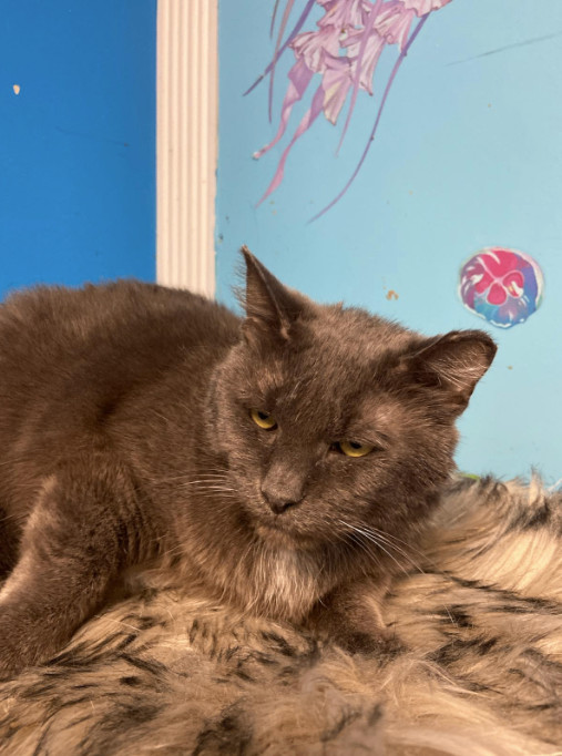 Enlarge Riku, a Adoptable Domestic Short Hair in Chicago, IL image 1/1