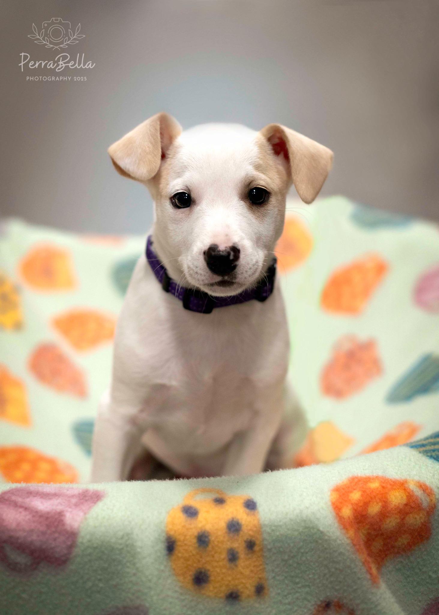 Prancer photo 3