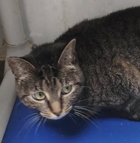 Enlarge Evie - Center, a Adoptable Domestic Short Hair in Oakland Park, FL image 1/2
