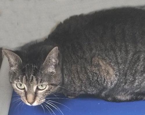 Enlarge Evie - Center, a Adoptable Domestic Short Hair in Oakland Park, FL image 2/2
