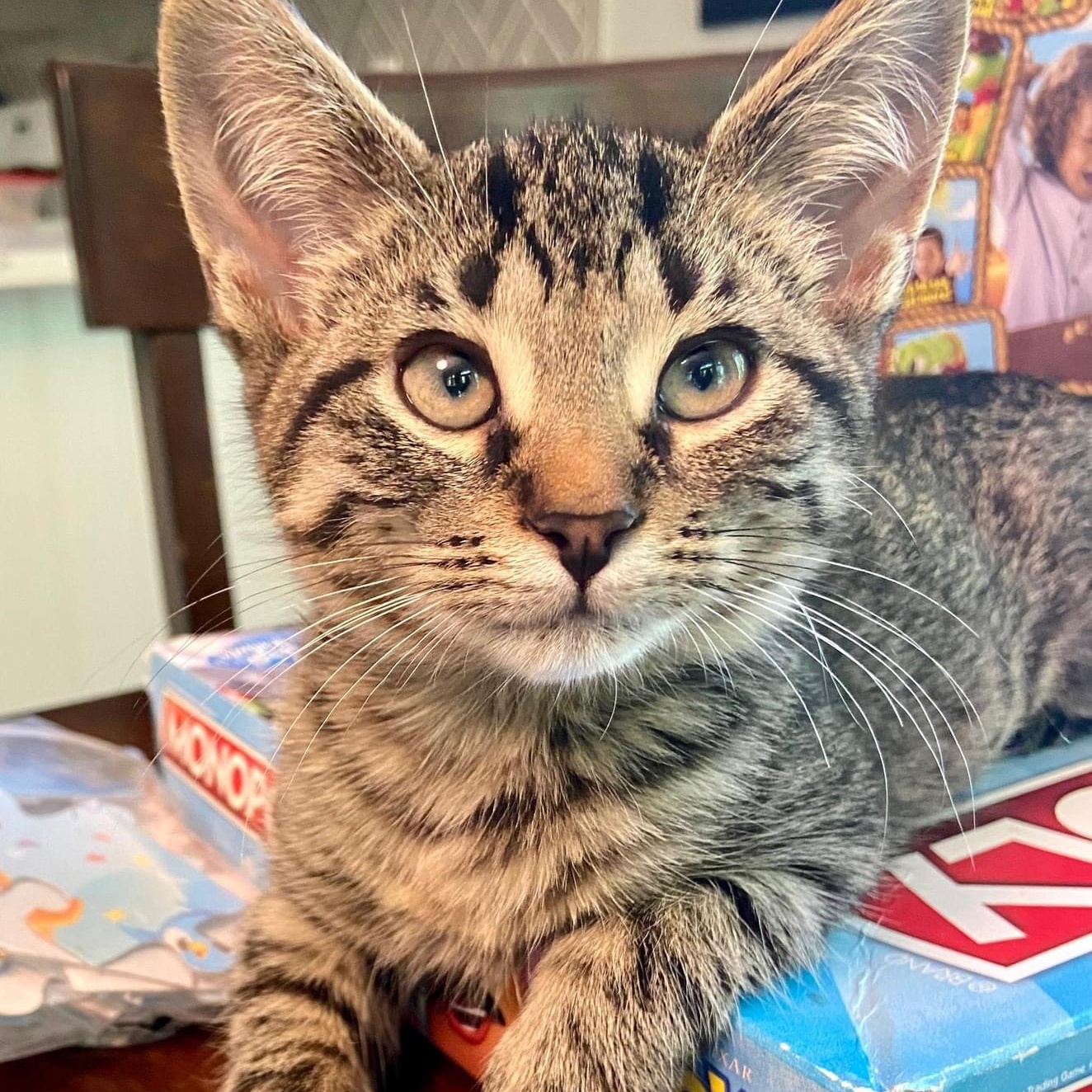 Biscuits *Sweet, Gentle, Playful