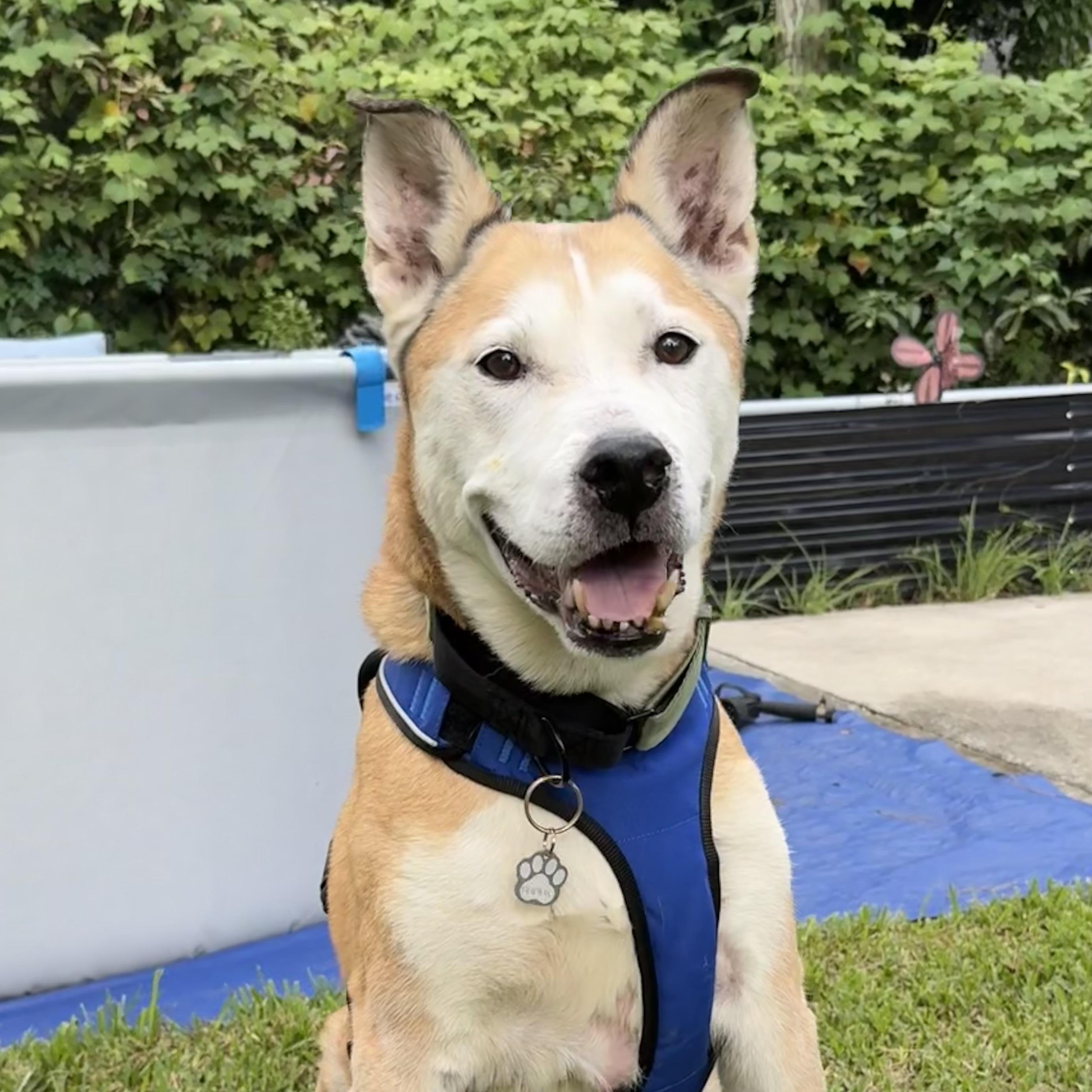 Enlarge Bud, a Adoptable mixed breed in Howell, NJ image 1/5