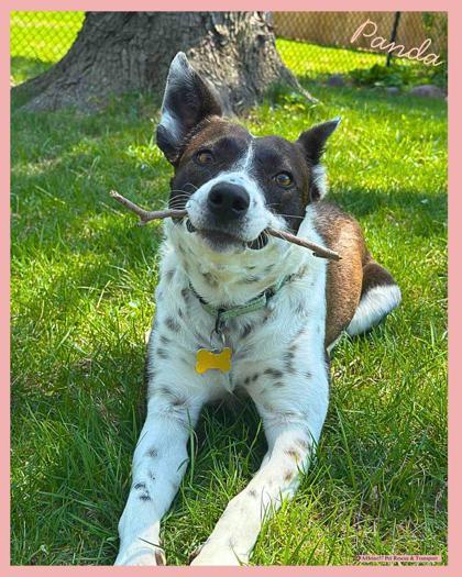 Enlarge Panda, a Adoptable mixed breed in De Soto, IA image 2/6