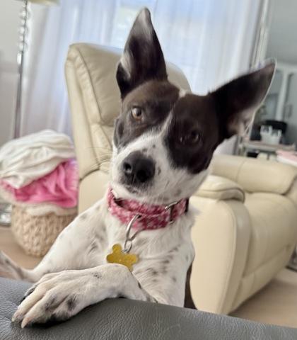 Panda, Adoptable, Adult Female Cattle Dog & Mixed Breed.