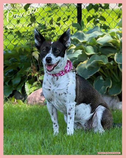 Enlarge Panda, a Adoptable mixed breed in De Soto, IA image 6/6