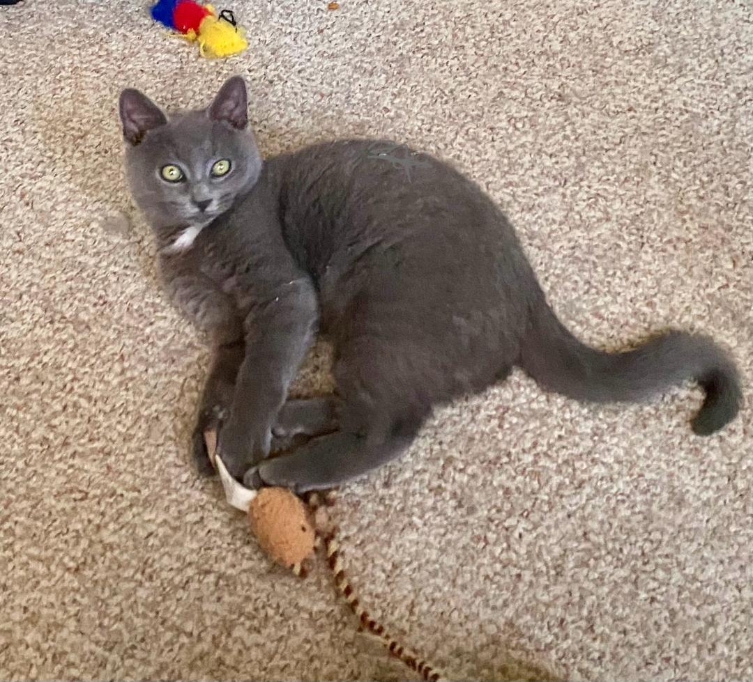 Enlarge Little Bear, an adopted mixed breed in Chantilly, VA image 3/3