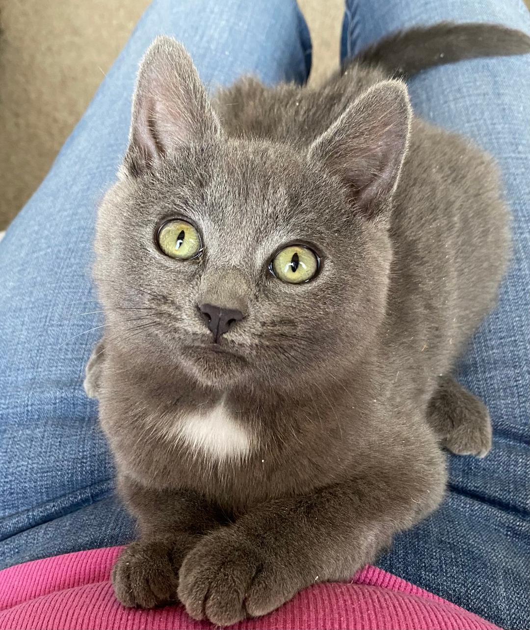 Little Bear, adopted, Kitten Male Domestic Short Hair.