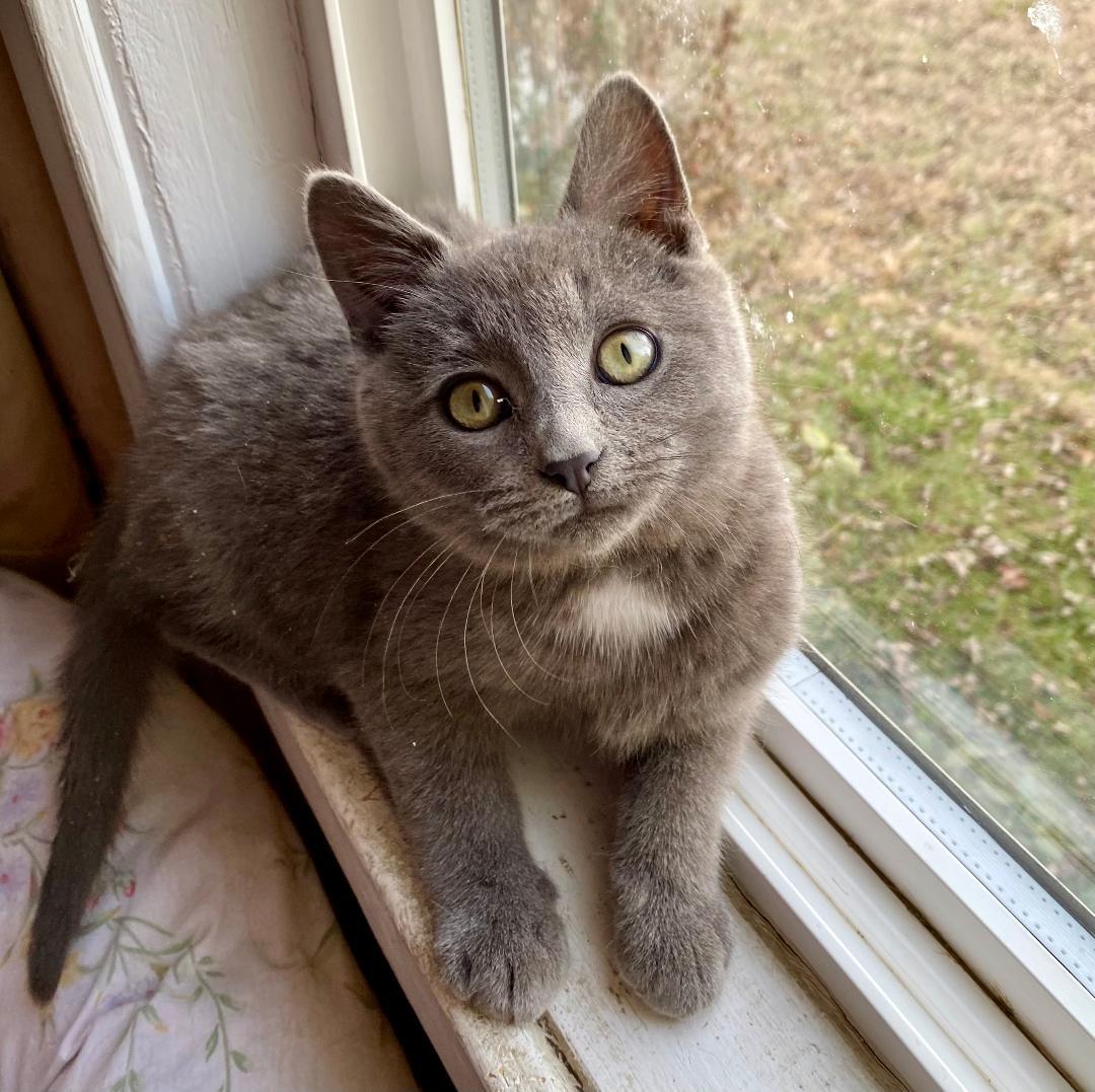 Enlarge Little Bear, an adopted mixed breed in Chantilly, VA image 2/3