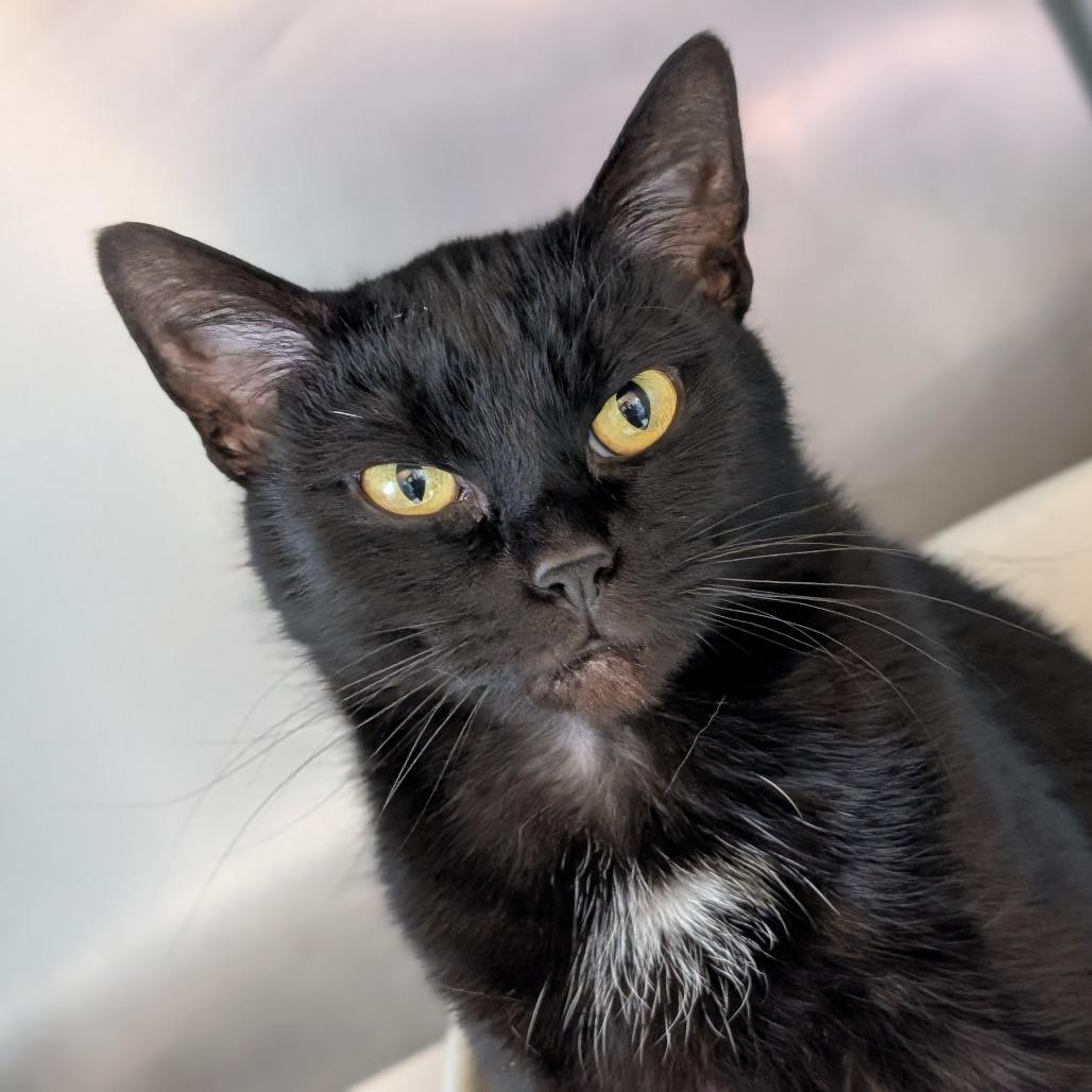 Enlarge Professor Pollen, a Adoptable Domestic Short Hair in Asheville, NC image 1/6