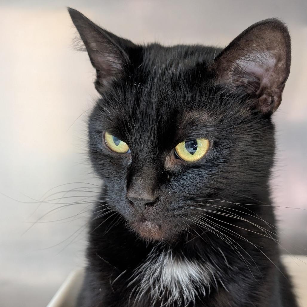 Enlarge Professor Pollen, a Adoptable Domestic Short Hair in Asheville, NC image 2/6