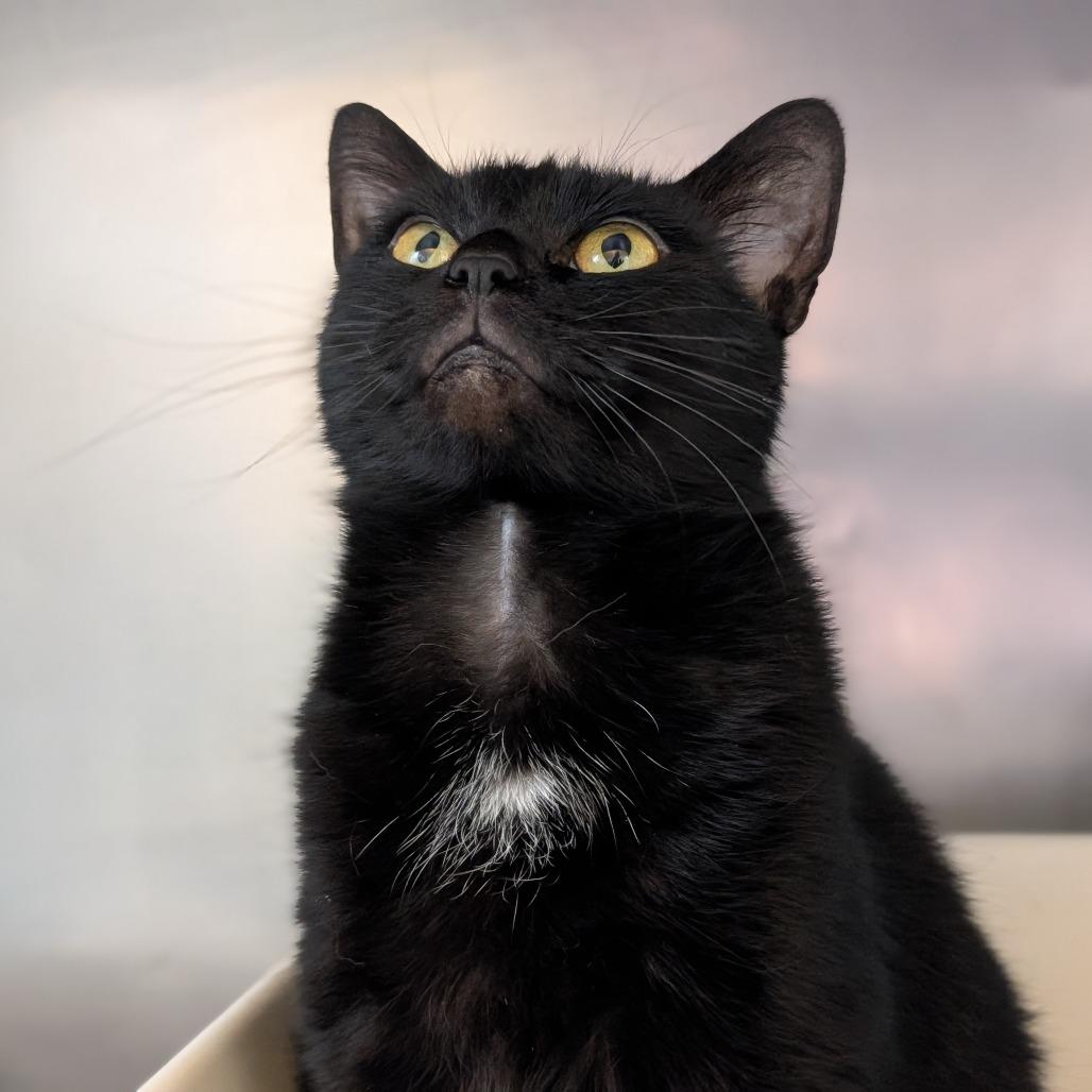 Enlarge Professor Pollen, a Adoptable Domestic Short Hair in Asheville, NC image 4/6
