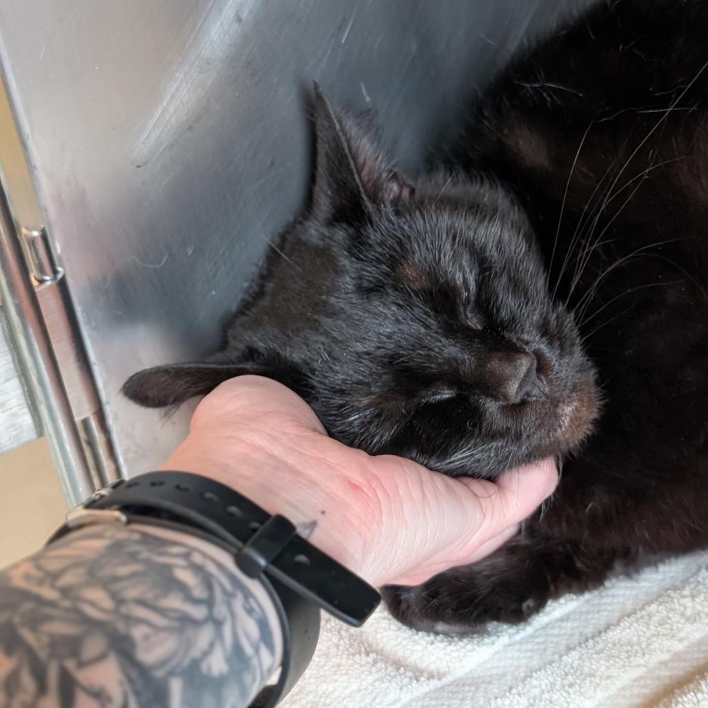 Enlarge Professor Pollen, a Adoptable Domestic Short Hair in Asheville, NC image 5/6