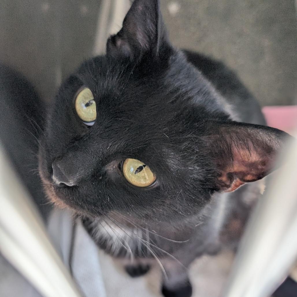 Enlarge Professor Pollen, a Adoptable Domestic Short Hair in Asheville, NC image 6/6