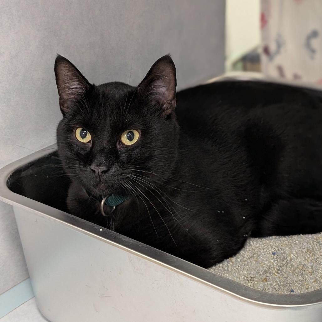 Enlarge Angus(Green Collar), a Adoptable Domestic Short Hair in Buchanan Dam, TX image 1/1