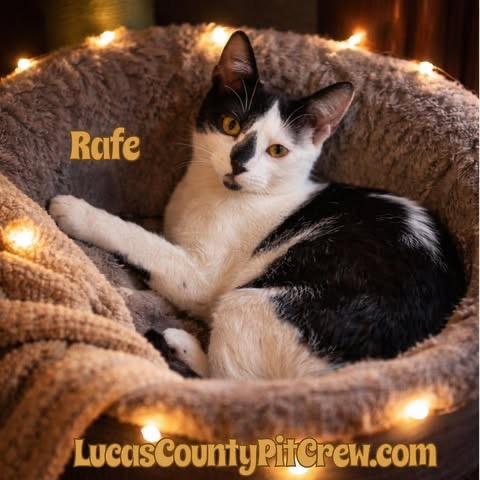 Rafe, Adoptable, Kitten Male American Shorthair & Domestic Short Hair.