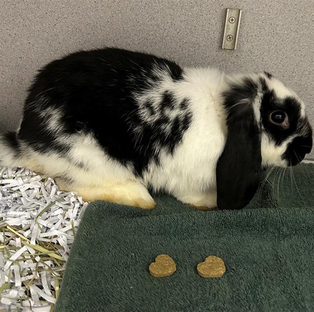 Enlarge FLUFFY, a Adoptable Holland Lop in Peoria, IL image 1/1