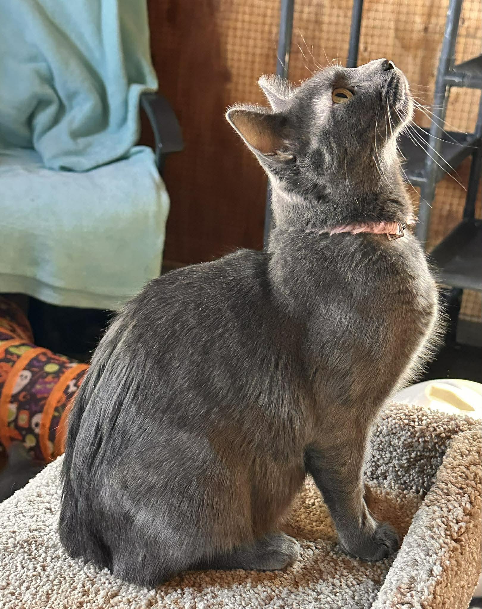 Enlarge Coming Soon - Mama Shelby, an adoptable mixed breed in Shakopee, MN image 2/2