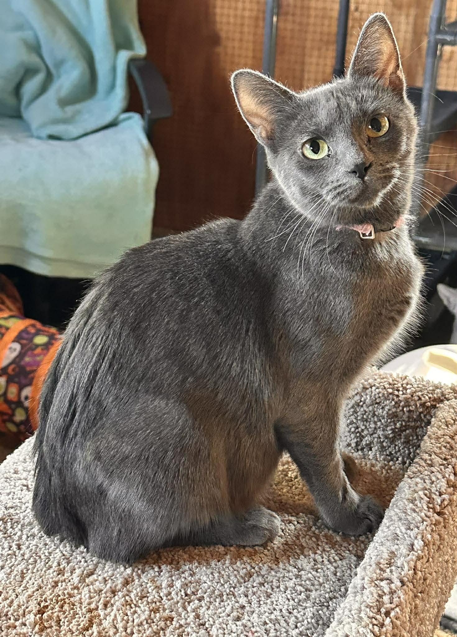 Enlarge Coming Soon - Mama Shelby, an adoptable mixed breed in Shakopee, MN image 1/2