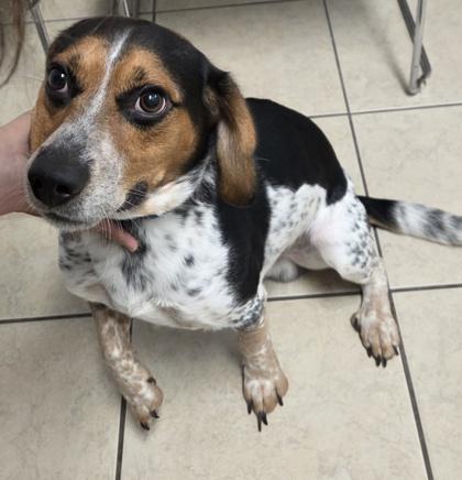 Enlarge Beau, a Adoptable mixed breed in Parma, OH image 1/3