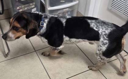 Enlarge Beau, a Adoptable mixed breed in Parma, OH image 2/3
