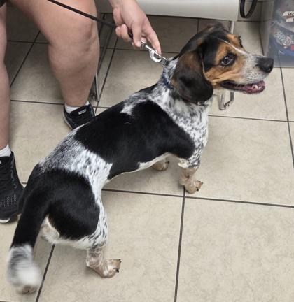 Enlarge Beau, a Adoptable mixed breed in Parma, OH image 3/3