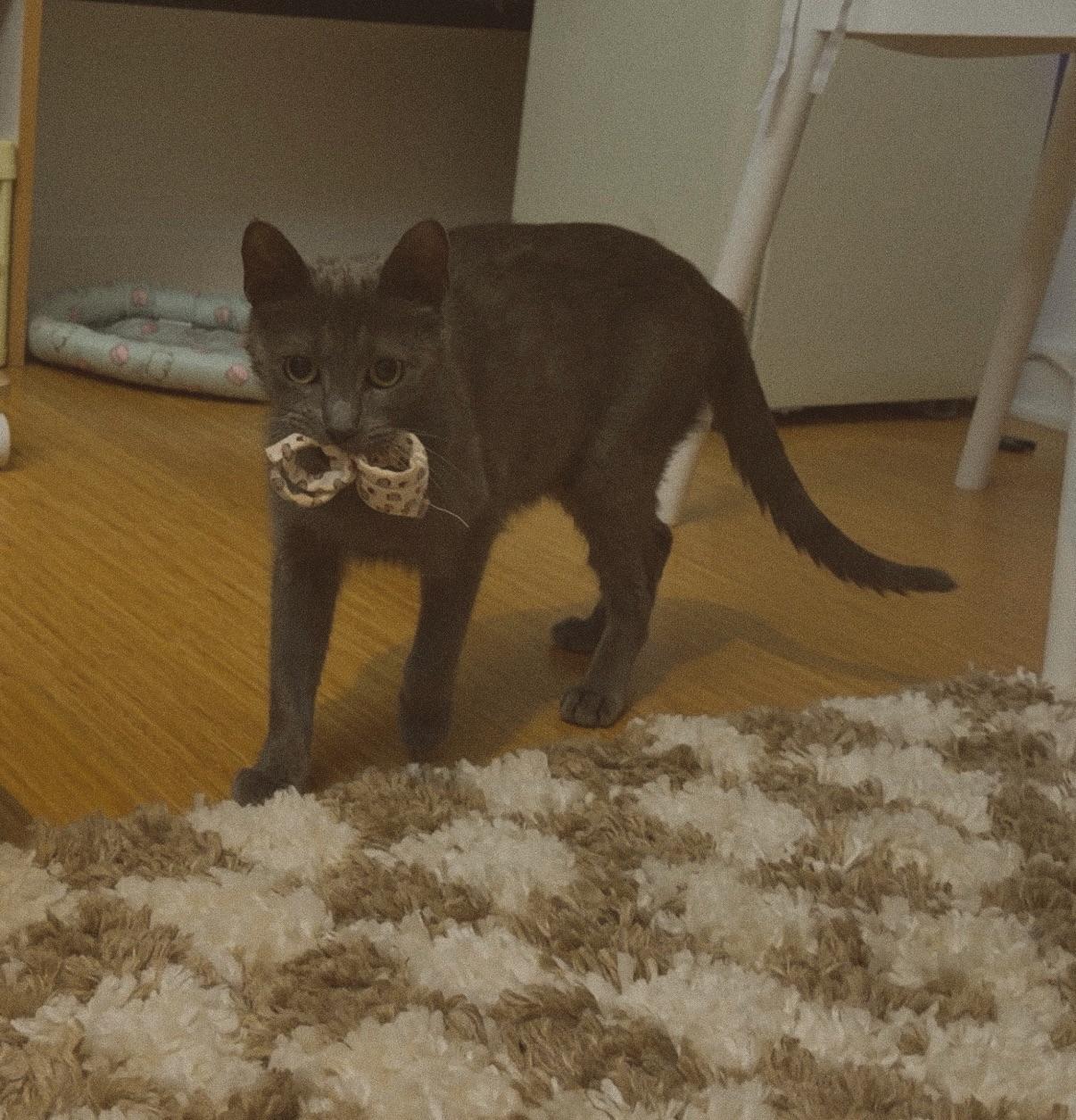 Raina, a ADOPTABLE Domestic Short Hair in Weehawken, NJ image 6/6