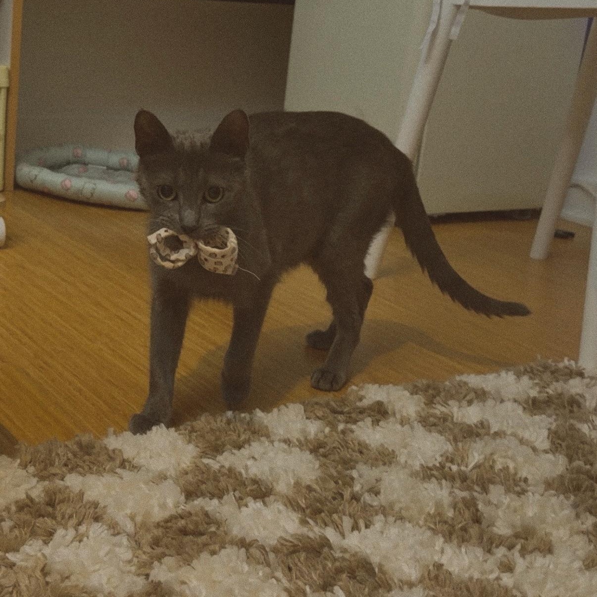 Raina, a ADOPTABLE Domestic Short Hair in Weehawken, NJ image 6/6