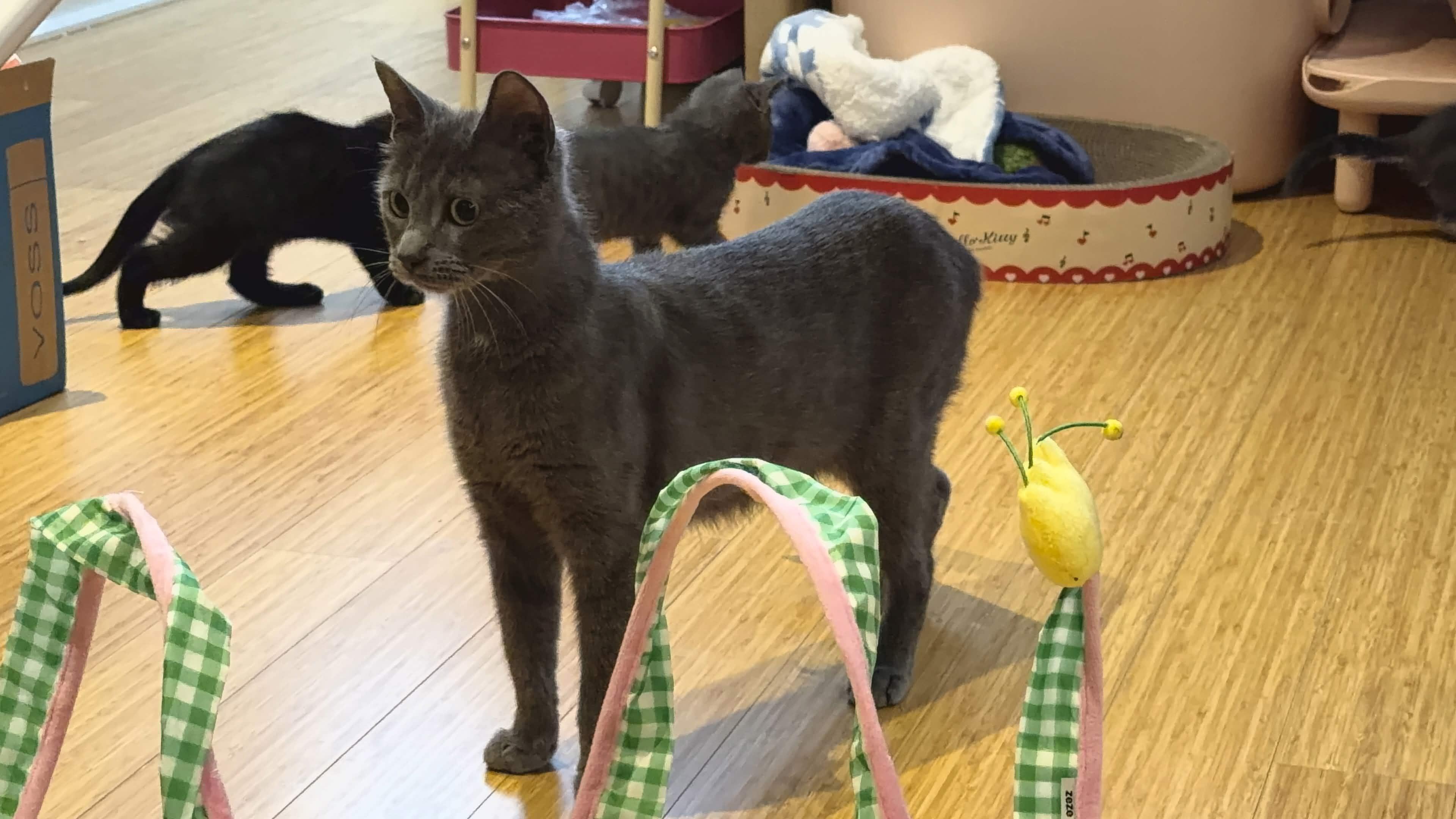 Raina, a ADOPTABLE Domestic Short Hair in Weehawken, NJ image 4/6
