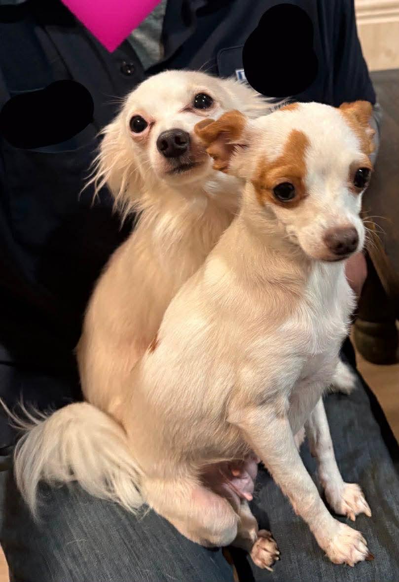 Enlarge Tiny and Lil-Bit Bonded Male/Female, a ADOPTABLE Chihuahua in North Berwick, ME image 1/3