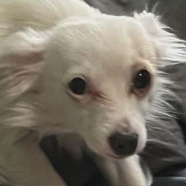 Enlarge Tiny and Lil-Bit Bonded Male/Female, a ADOPTABLE Chihuahua in North Berwick, ME image 2/3