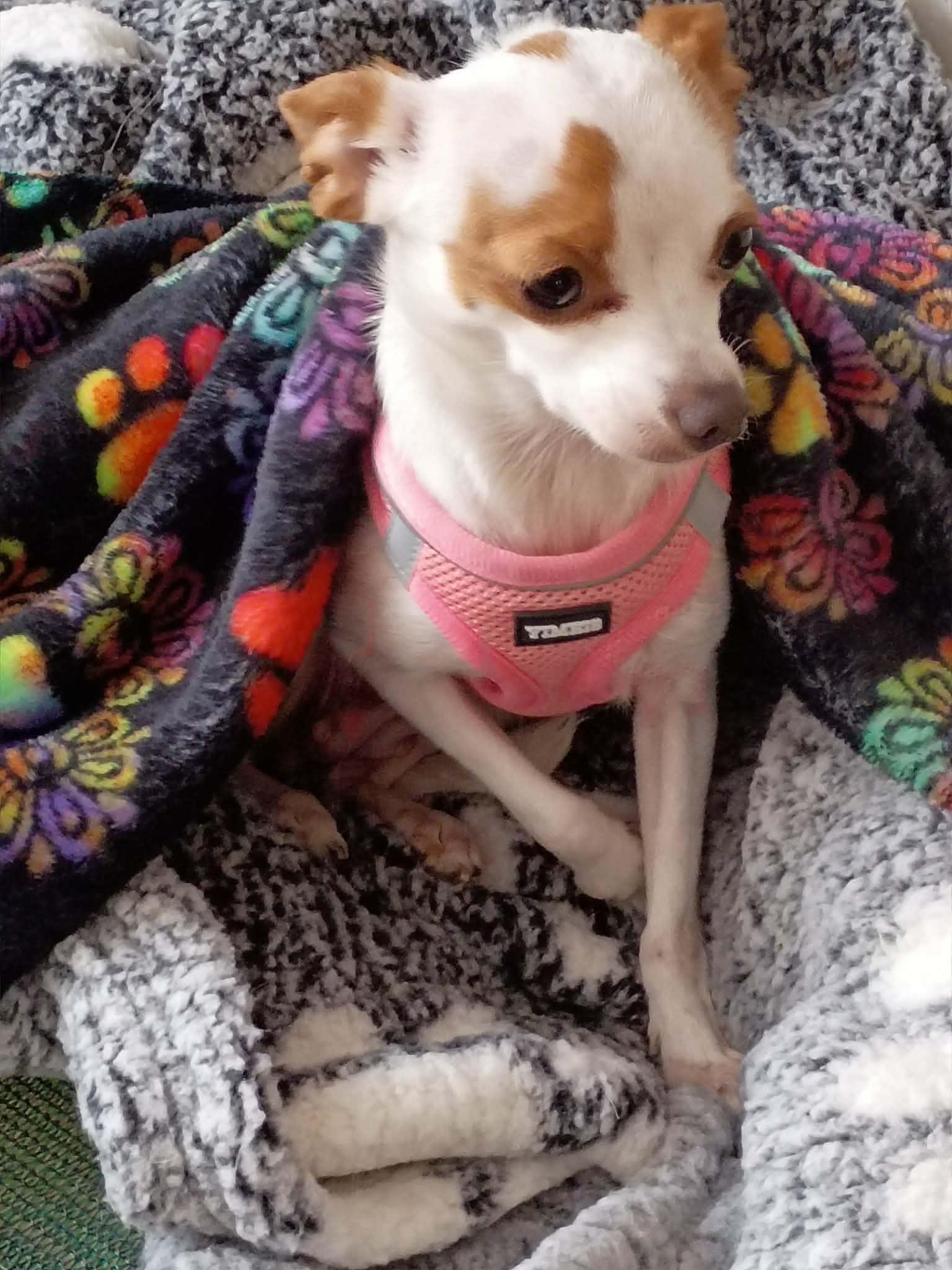 Enlarge Tiny and Lil-Bit Bonded Male/Female, a ADOPTABLE Chihuahua in North Berwick, ME image 4/5