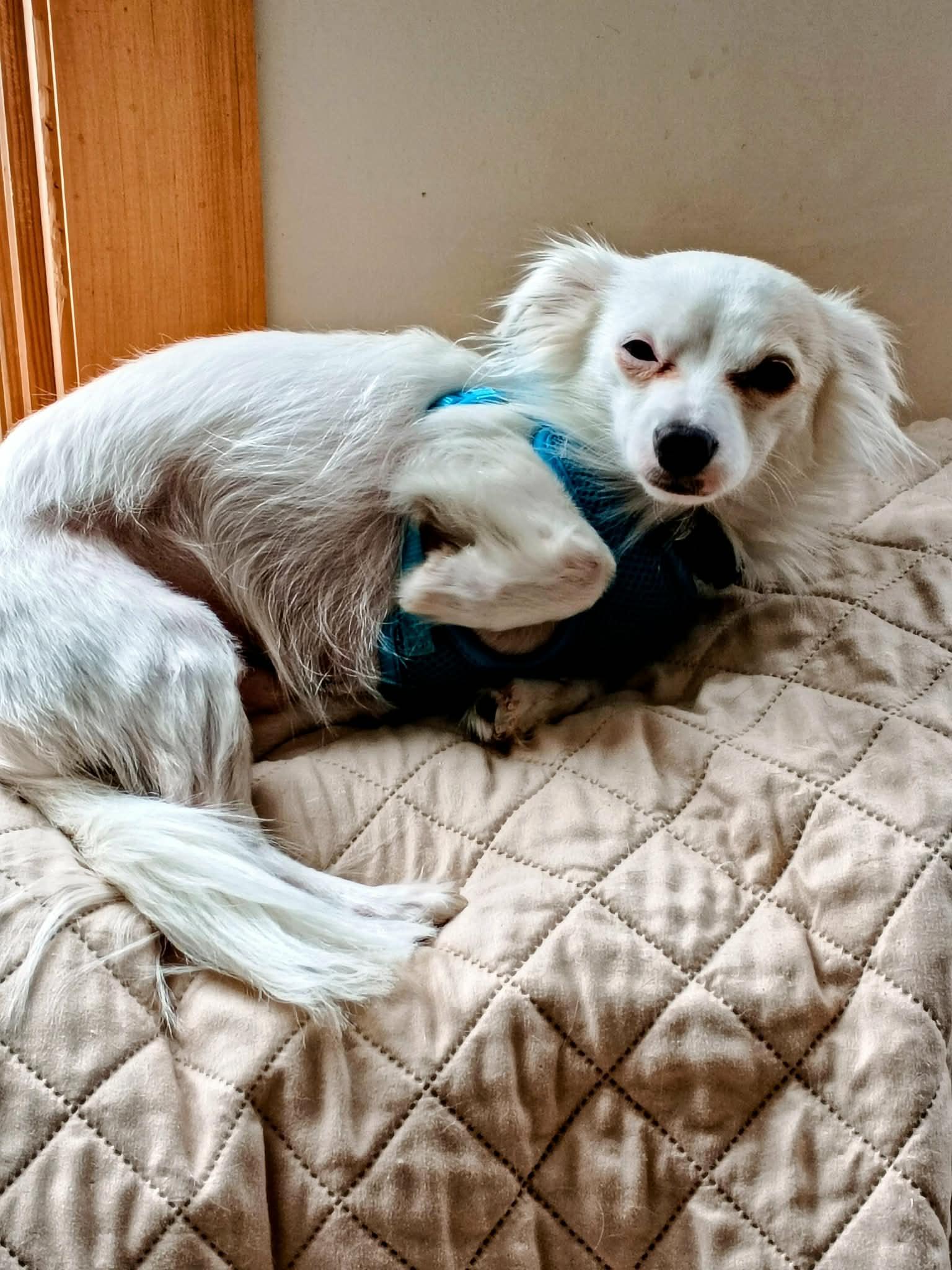 Enlarge Tiny and Lil-Bit Bonded Male/Female, a ADOPTABLE Chihuahua in North Berwick, ME image 5/5