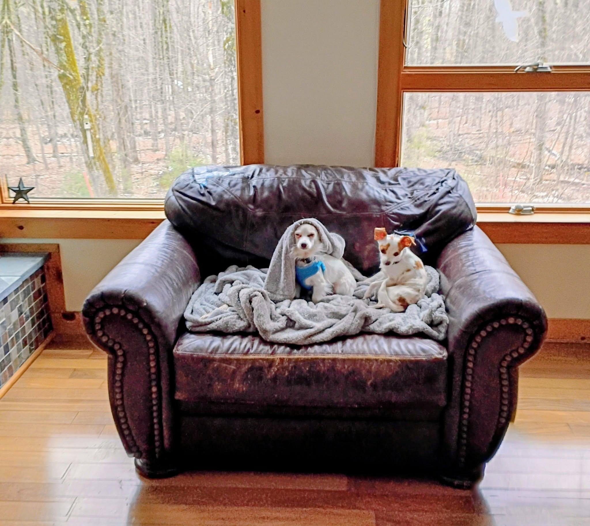 Enlarge Tiny and Lil-Bit Bonded Male/Female, a ADOPTABLE Chihuahua in North Berwick, ME image 3/5