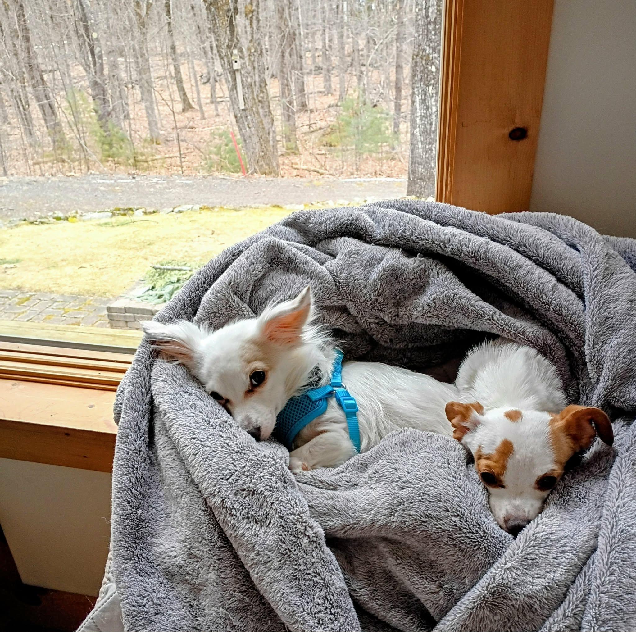 Enlarge Tiny and Lil-Bit Bonded Male/Female, a ADOPTABLE Chihuahua in North Berwick, ME image 2/5