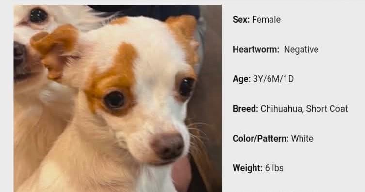 Enlarge Tiny and Lil-Bit Bonded Male/Female, a ADOPTABLE Chihuahua in North Berwick, ME image 3/3