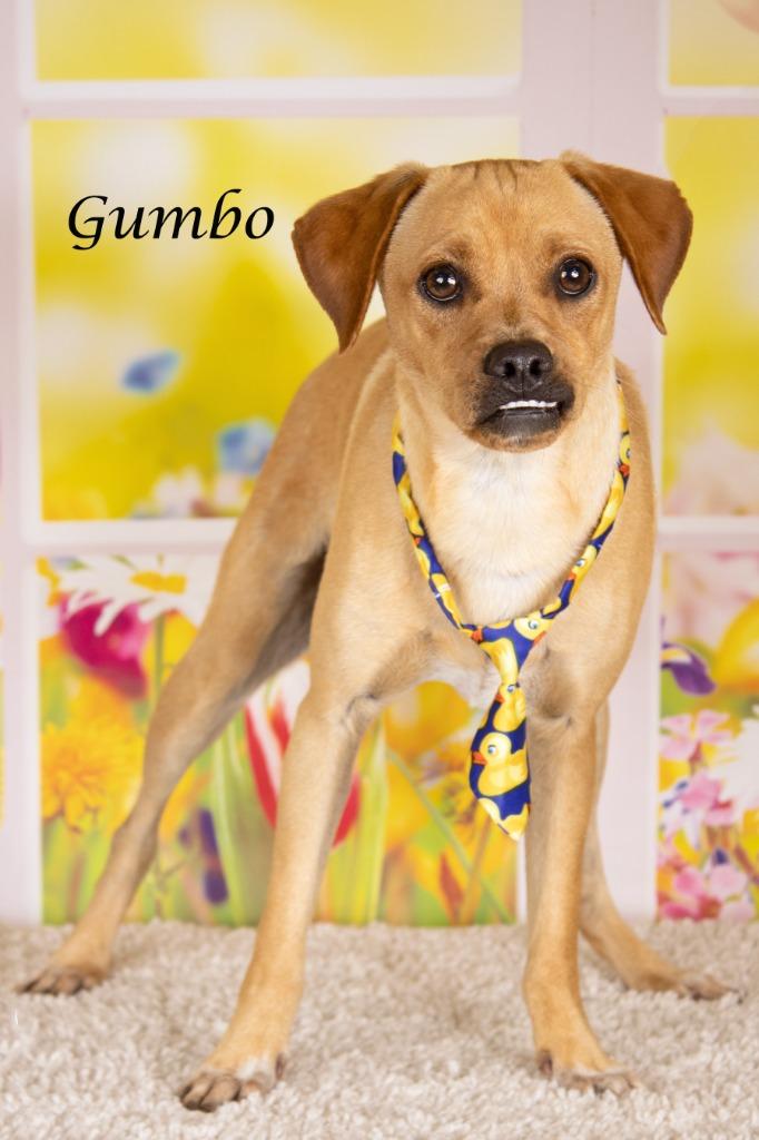 Gumbo, Adoptable, Young Male Shepherd.