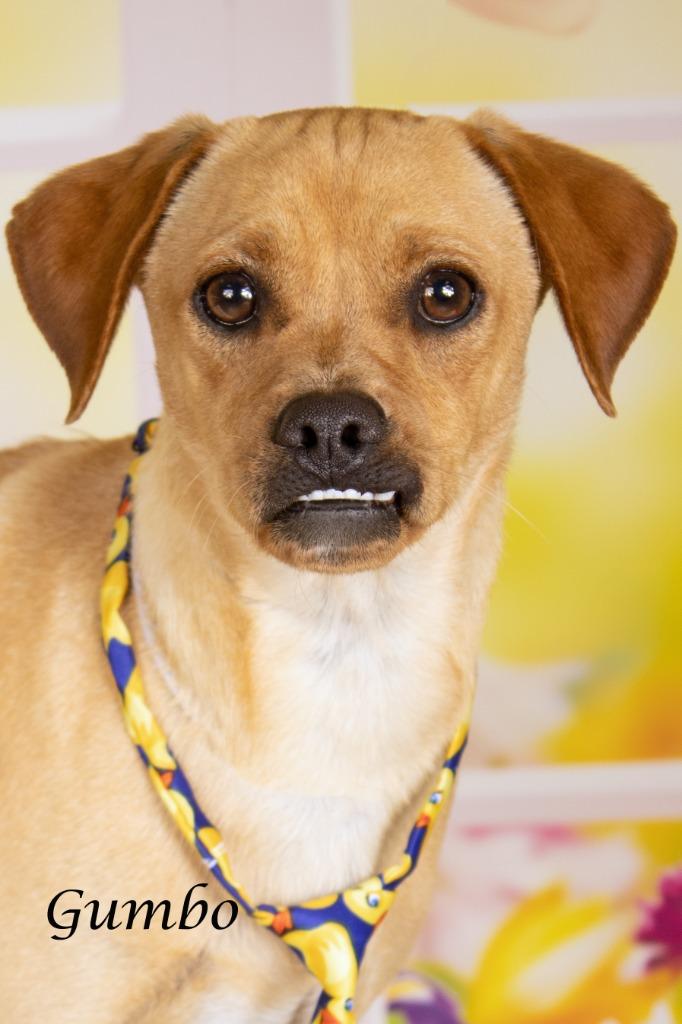 Gumbo, a Adoptable Shepherd in Gilbert, AZ image 2/2
