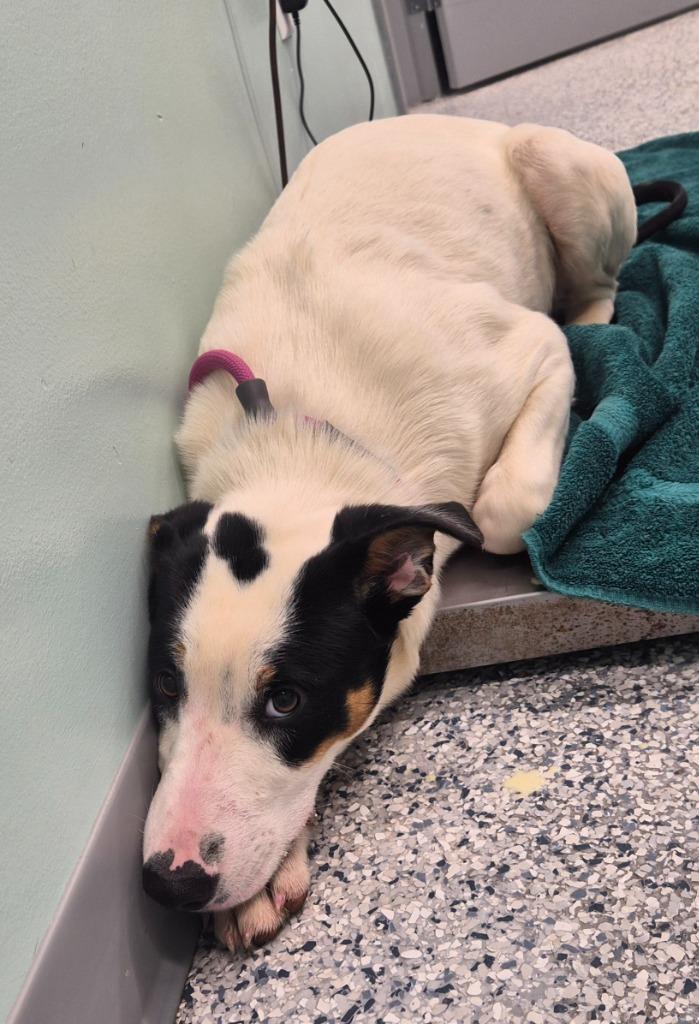 Wrangler, Adoptable, Young Male Terrier.