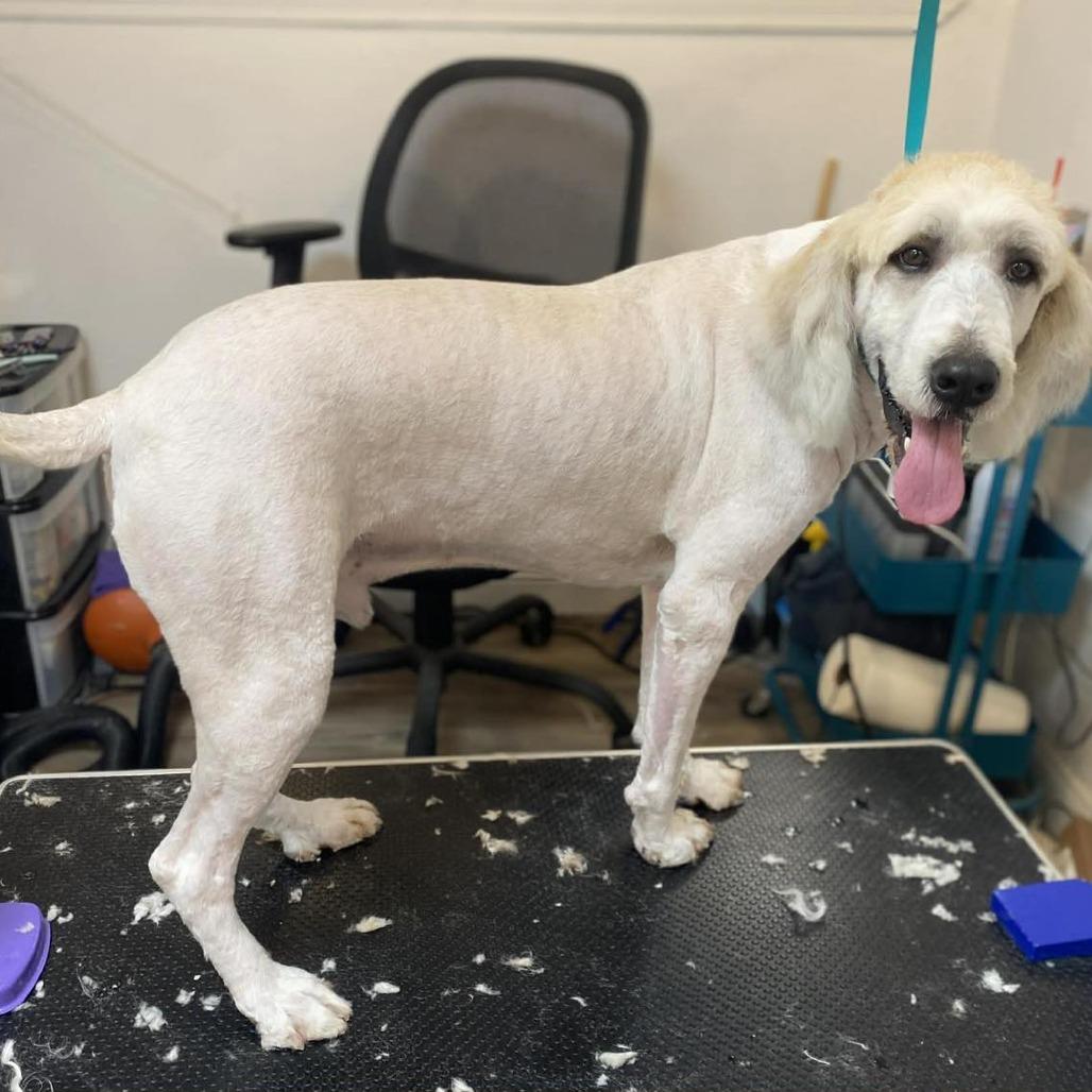 Enlarge Starsky, a Adoptable mixed breed in Muncie, IN image 1/2