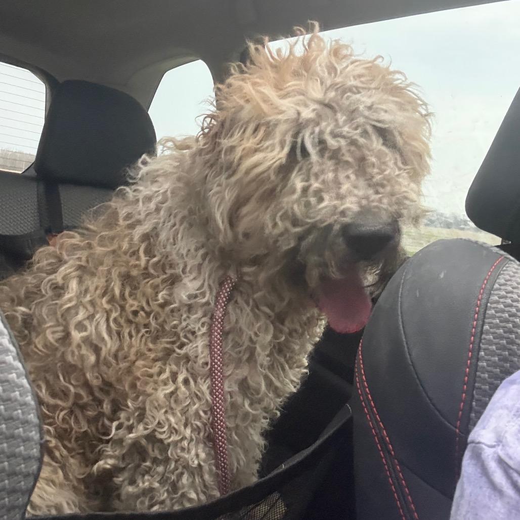 Enlarge Starsky, a Adoptable mixed breed in Muncie, IN image 2/2