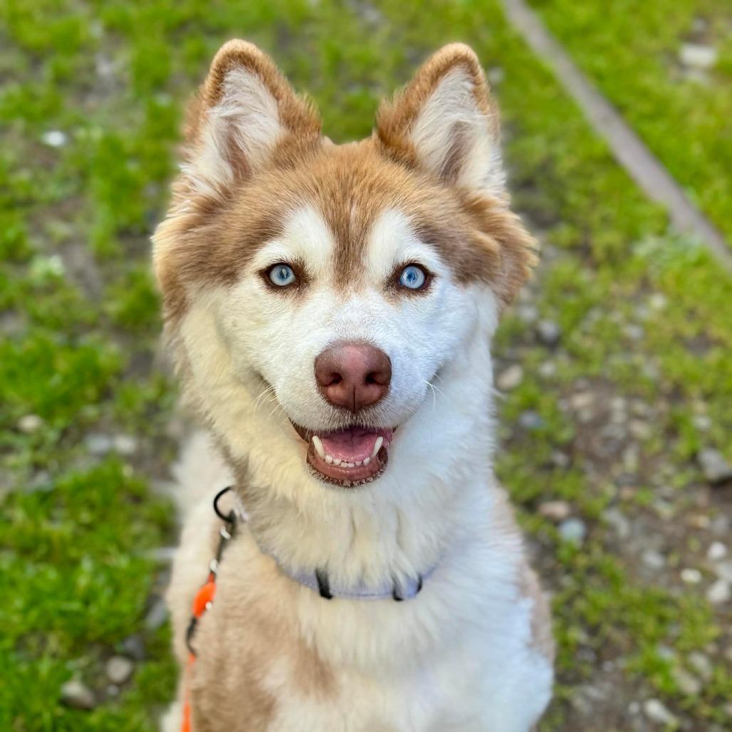 Enlarge Thea, a Adoptable Siberian Husky in Tacoma, WA image 1/1