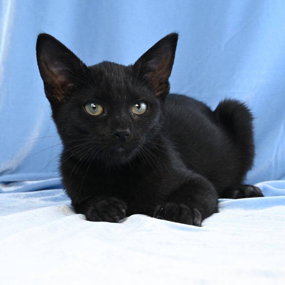 Enlarge Loki, a Adoptable Domestic Short Hair in Mobile, AL image 1/6