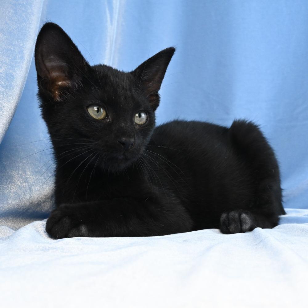 Enlarge Loki, a Adoptable Domestic Short Hair in Mobile, AL image 2/6