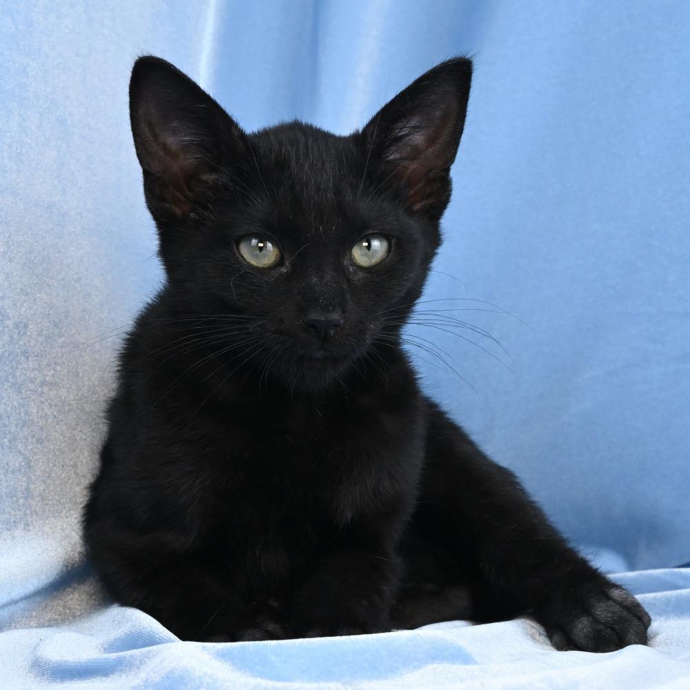 Enlarge Loki, a Adoptable Domestic Short Hair in Mobile, AL image 4/6
