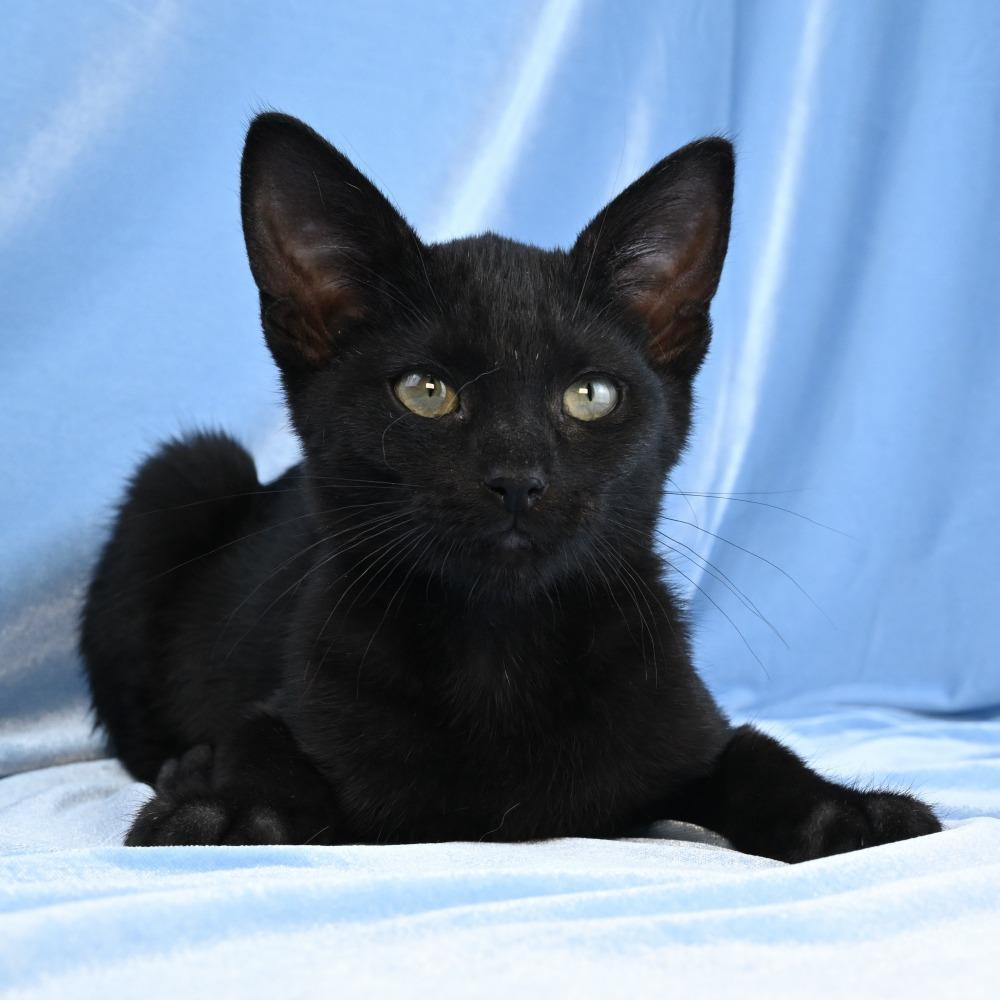 Enlarge Loki, a Adoptable Domestic Short Hair in Mobile, AL image 6/6