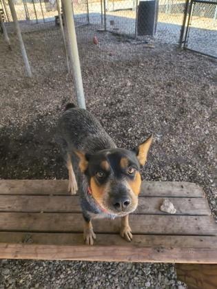 Enlarge Tifa, a Adoptable Australian Cattle Dog / Blue Heeler in Plano, TX image 3/6