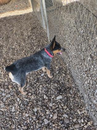 Enlarge Tifa, a Adoptable Australian Cattle Dog / Blue Heeler in Plano, TX image 5/6